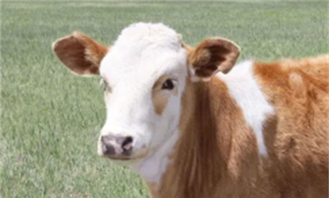 属牛人的性格特征，生肖属牛的性格待点图2