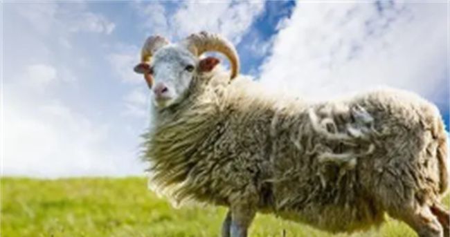 属羊的事业财运如何，2021年属羊的年龄是多少图3