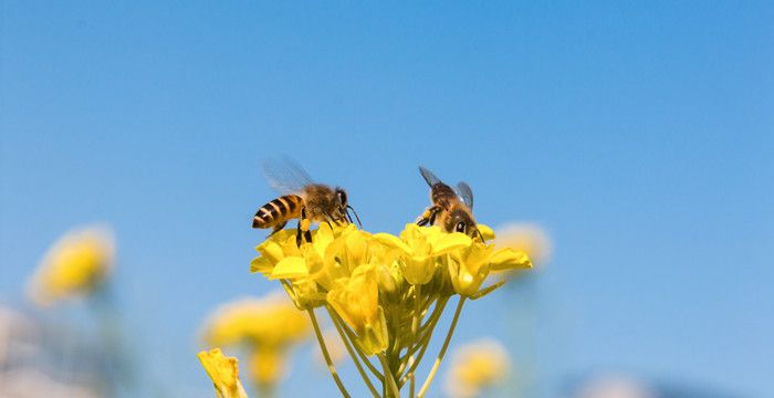 蜜蜂分窝代表什么，梦见树上有一大包蜜蜂是什么意思图2