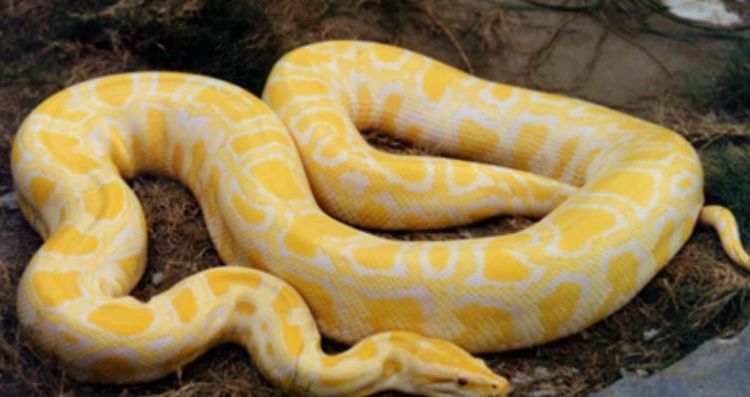 做梦梦见黄金蟒蛇是什么征兆