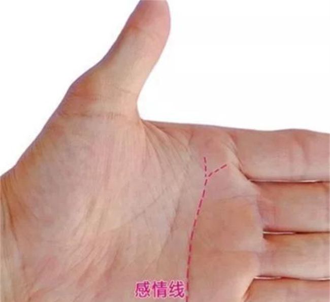 女人手掌纹路图解右手感情线 尾端分岔的感情线勇于尝试图2
