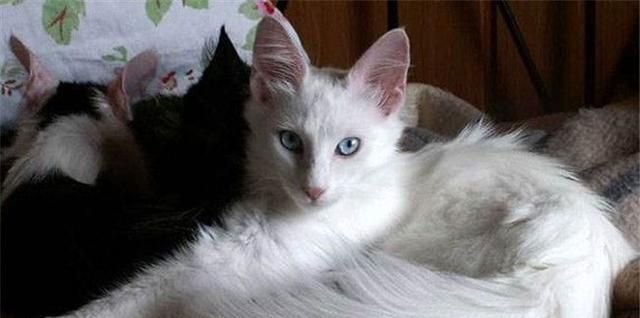 梦见白色的猫是什么意思，一般白色的猫是什么品种图5