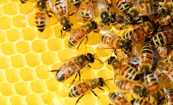 梦见蜜蜂成群密密麻麻,梦见身上很多蜜蜂是什么意思图2