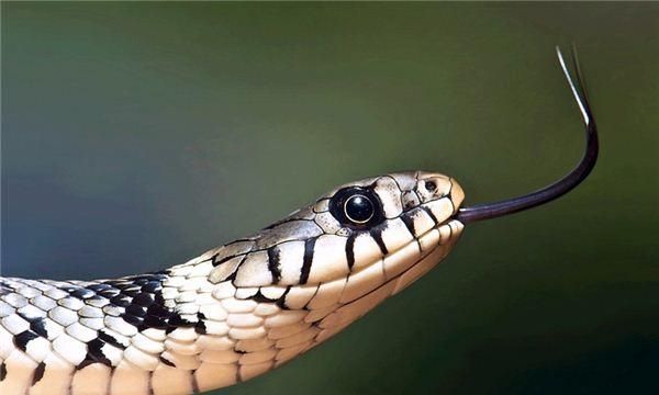 晚上梦见蛇是什么意思