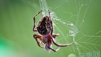 女人梦见蜘蛛在身上爬,有什么寓意