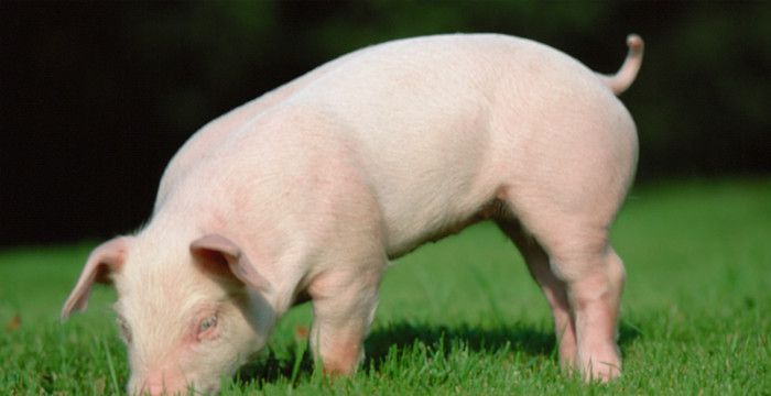 梦见很多白胖的猪是什么意思图2