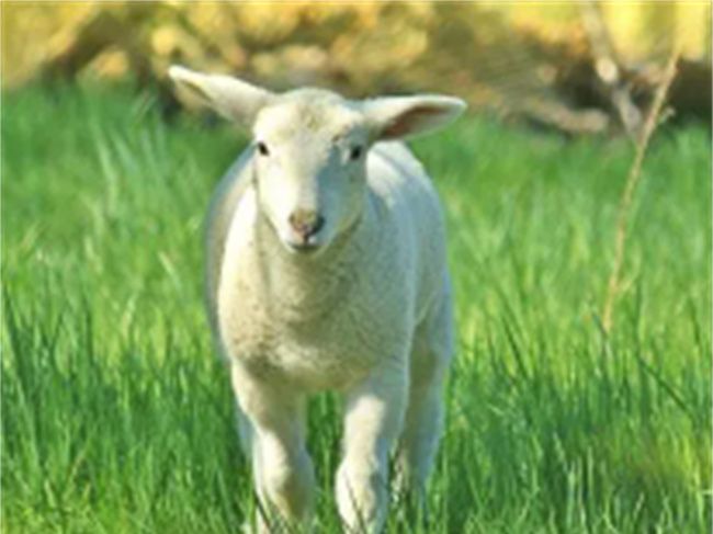 生肖属羊男人的特点，绵羊的性格与特点是什么图3