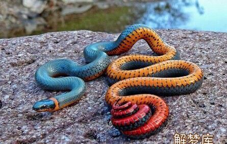 梦见三条彩色的蛇追我咬