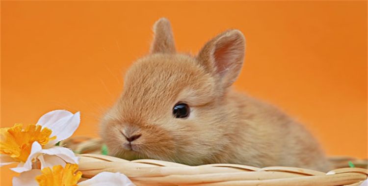 今年兔年是卯兔，属兔5月运势如何图2