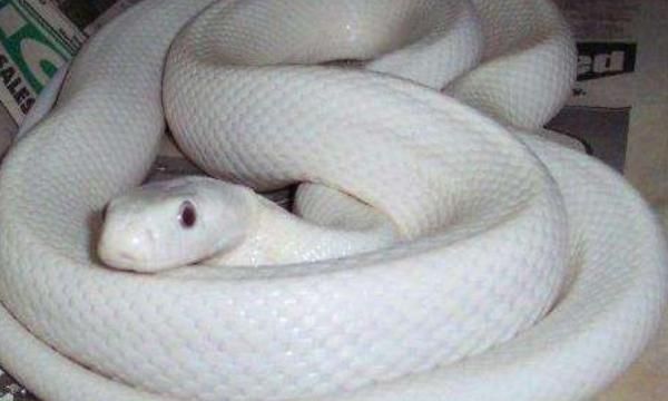 梦见白色大蟒蛇是什么预兆 女性