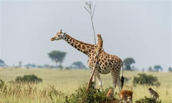 长颈鹿每天的睡眠时间大约是几个小时长颈鹿每天的睡眠时间是多少小时
