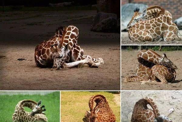 长颈鹿每天睡多长时间寿命有多长