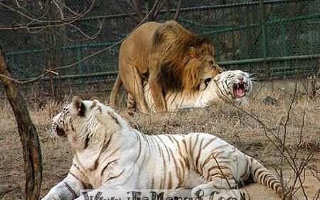 孕妇梦见老虎狮子什么意思
