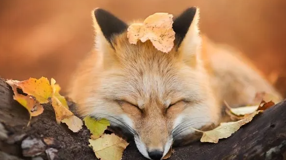 梦见狐狸是什么意思图3