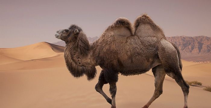 梦到骆驼是啥意思，骆驼祥子二马内容概括图2