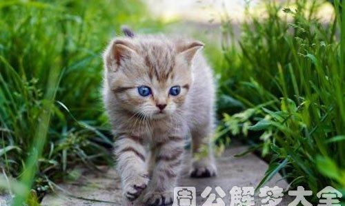 女人梦见被猫追着咬意味着什么意思