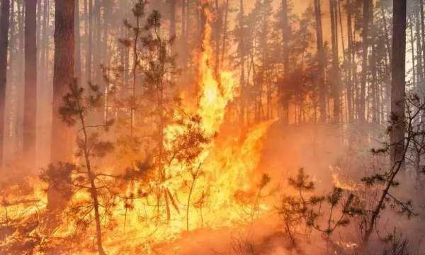 森林火灾自救方法,遭遇森林大火时正确的逃生方向图5