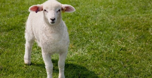 梦见买羊肉是什么意思周公解梦图1