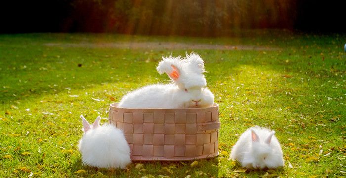 梦见家兔子什么意思，梦见自己抱着活兔子是什么意思图2
