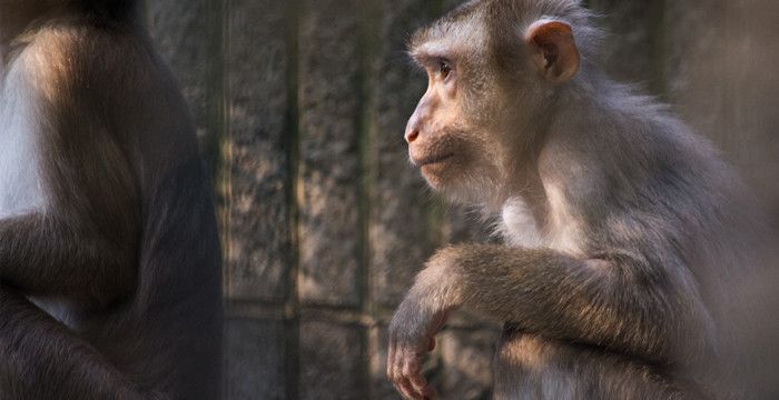 梦见猴子缠着我甩不掉，梦到猴子缠着自己预示着什么图2