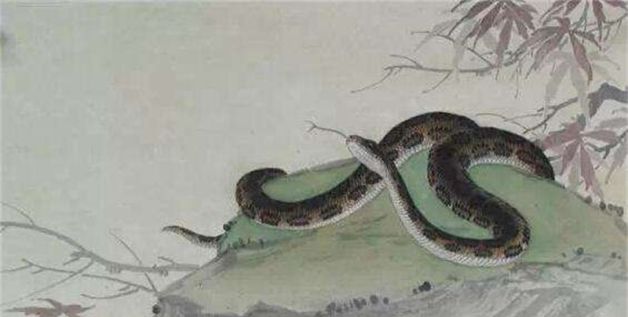 属蛇的女人梦见蛇缠身，属蛇的女人梦见蛇暗示什么图2