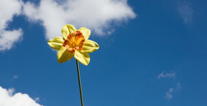 梦见栽了一朵黄花是什么意思，梦见黄花一朵和红花一朵什么意思图2