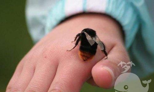 梦见蜂子蛰自己是什么预兆