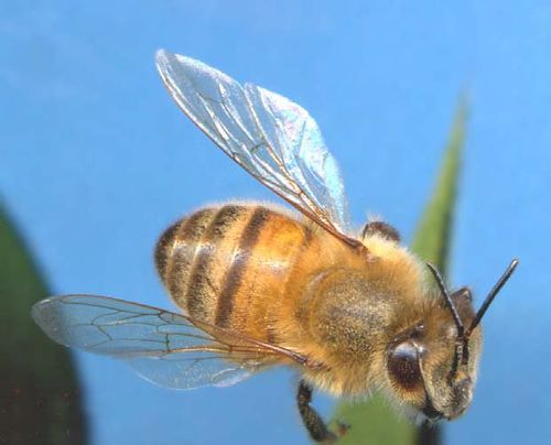 梦见蜜蜂什么意思