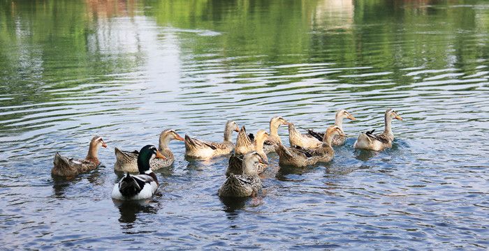 梦见几只鸭子在水塘里戏水，梦见两只火鸭在水塘洗澡是什么意思图2