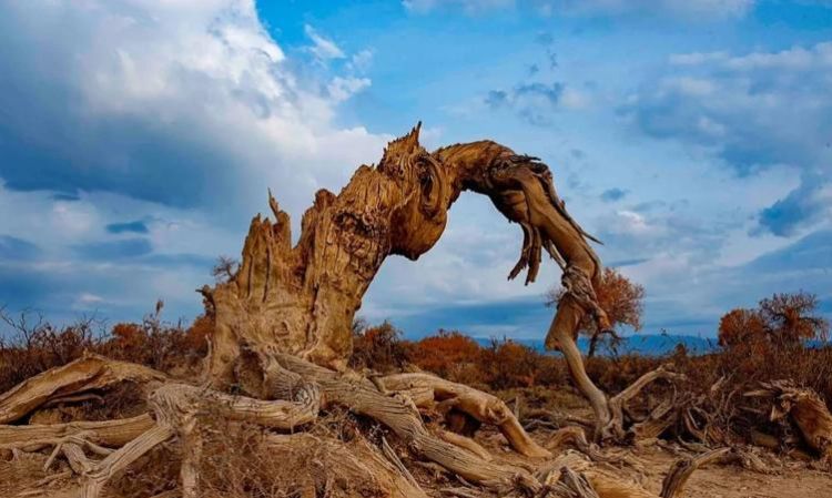 沙漠中真的有生命之树存在吗