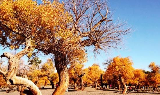 在电影中看到有一种树能在沙漠中生长而且凿开树皮就有水流出那是什么树呢