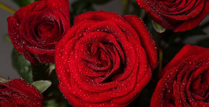 梦见黑色玫瑰是什么意思，梦见玫瑰花是什么意思周公解梦图1