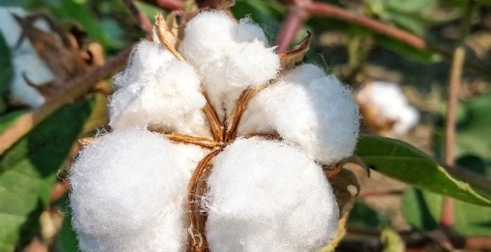 梦见好多棉花是什么意思，梦见很多棉花有什么预兆是什么意思啊图2