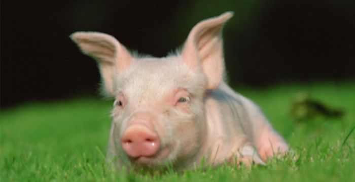 梦见抓猪是什么意思，梦见小猪是什么预兆解梦图1