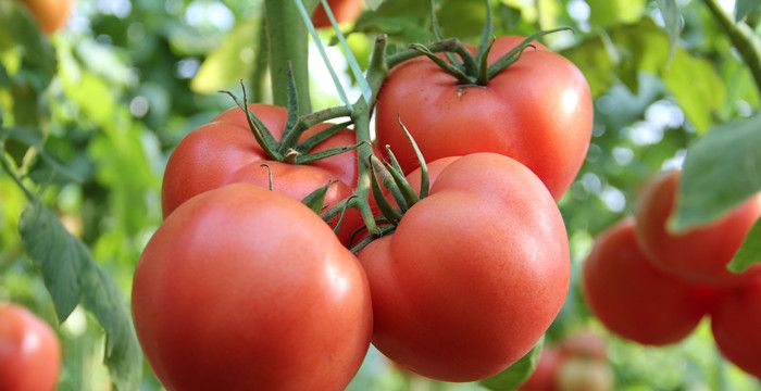 梦见摘番茄预示着什么，梦见摘西红柿是什么意思周公解梦图1