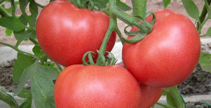 梦见摘番茄预示着什么，梦见摘西红柿是什么意思周公解梦图2