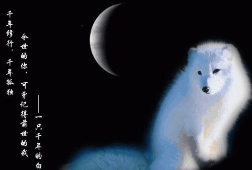 梦见白狐是什么意思女人梦到白狐