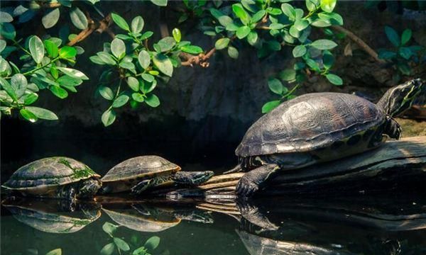 梦见一只特别大的乌龟是什么意思啊