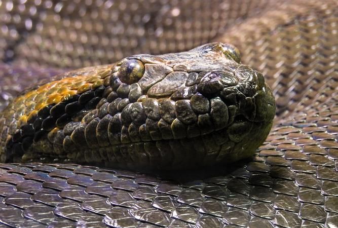 梦见黑蛇是什么预兆蛇是什么意思