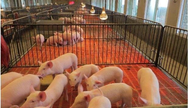 500头的养猪场一年利润多少钱