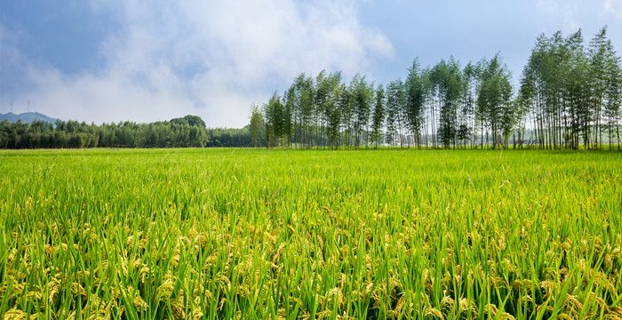 梦见老公打药把庄稼打死了是什么意思图2