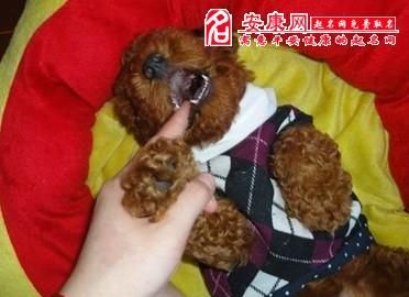 孕妇梦见狗咬自己是什么意思