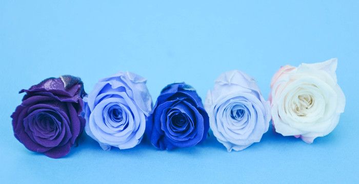 梦见蓝色玫瑰是什么意思，梦见黑色玫瑰是什么意思图2