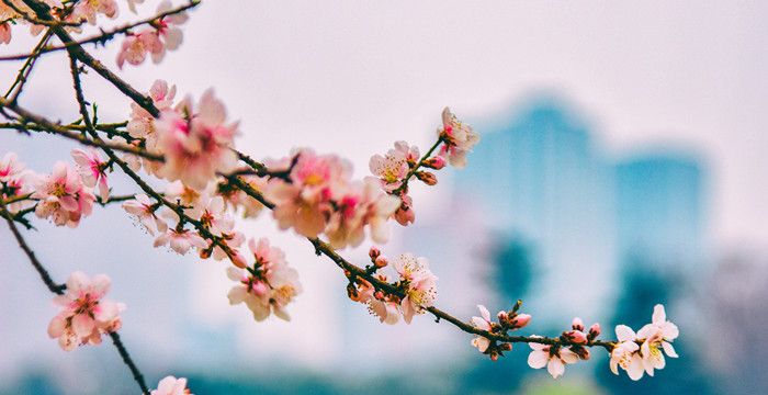 梦见桃花是什么意思，梦见桃花有什么寓意图2