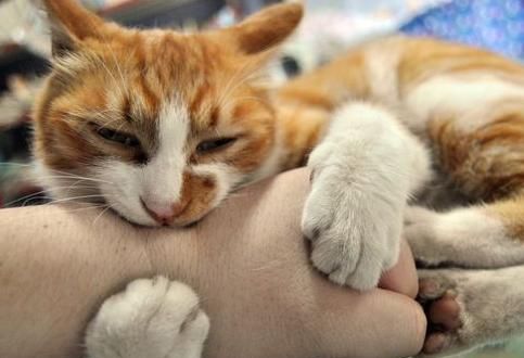做梦被猫咬到手不松口预示什么意思呢