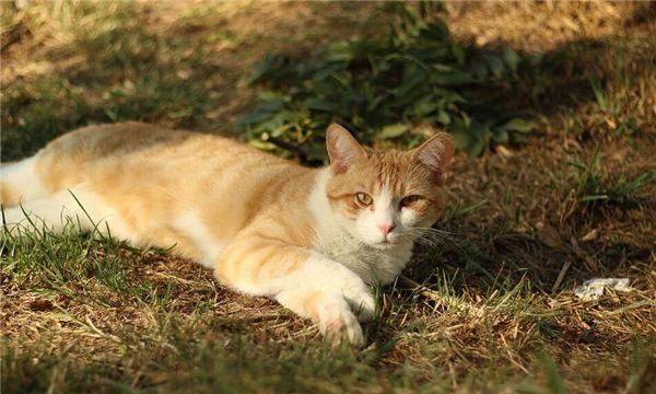 梦见被猫咬住手不松口甩不开