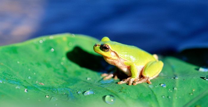 梦见很多青蛙是什么预兆，梦见很多大大小小的青蛙是什么意思图2