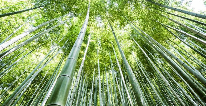 梦见竹子长的旺盛是什么意思，梦见竹子长得很好代表着什么意思图1