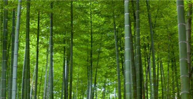 梦见竹子长的旺盛是什么意思，梦见竹子长得很好代表着什么意思图2