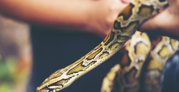 孕妇梦到大蟒蛇是什么意思，怀孕梦见大蟒蛇是什么意思周公解梦图1